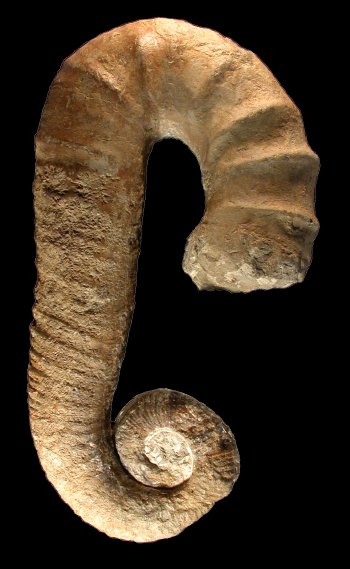 Ammonites et aliae spirae II - Audouliceras sp.