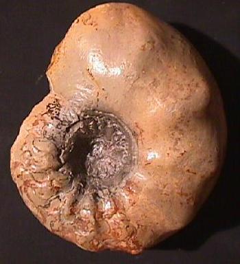 Ammonites et aliae spirae II - Ceratites sublaevigatus