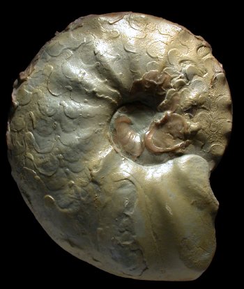 Ammonites et aliae spirae II - Ceratites nodosus