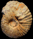 Procheloniceras dechauxi