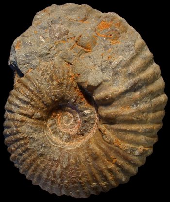 Ammonites et aliae spirae II - Procheloniceras dechauxi