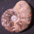 Ceratites nodosus optimus