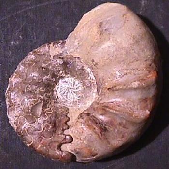 Ammonites et aliae spirae II - Ceratites nodosus optimus