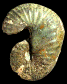 Scaphites obliquus
