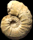 Acanthoceras pseudorenevieri