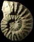 Pervinquieria (Pervinquieria) cf. inflata