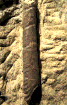 Sciponoceras baculoides