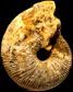 Macrocephalites sp. (M)