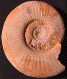 Homoeoplanulites sp. (M)