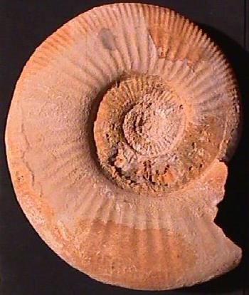 Ammonites et aliae spirae II - Homoeoplanulites sp. M
