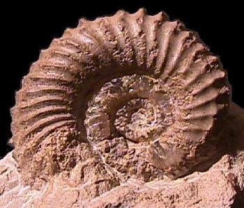 Ammonites et aliae spirae II - Strenoceras niortense