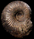 Berriasella (Berriasella) callistoides