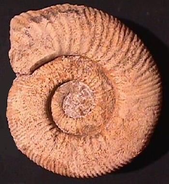 Ammonites et aliae spirae II - Collotia collotiformis
