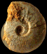 Catasigaloceras enodatum  forme crispatum