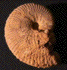 Taramelliceras externnodosum