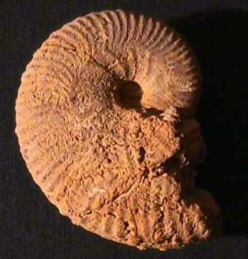 Ammonites et aliae spirae II - Taramelliceras externnodosum