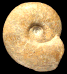 Catasigaloceras enodatum (M)