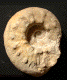 Aspidoceras caletanum