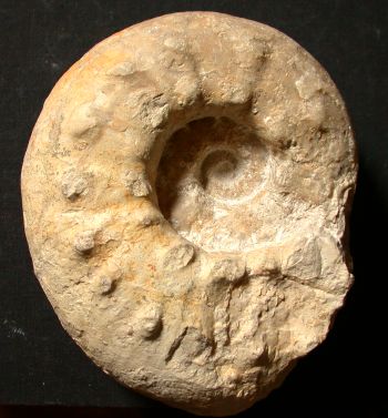 Ammonites et aliae spirae II - Aspidoceras caletanum