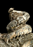 Yezoceras elegans