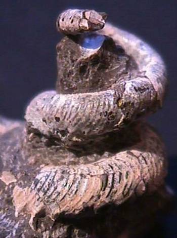 Ammonites et aliae spirae II - Eubostrychoceras (Eubostrychoceras) japonicum