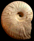 Aioloceras besairiei