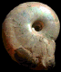 Desmoceras (Desmoceras) latidorsatum