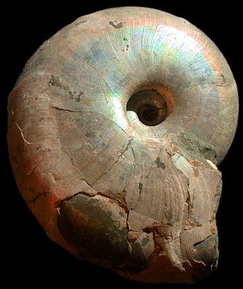 Ammonites et aliae spirae II - Desmoceras (Desmoceras) latidorsatum