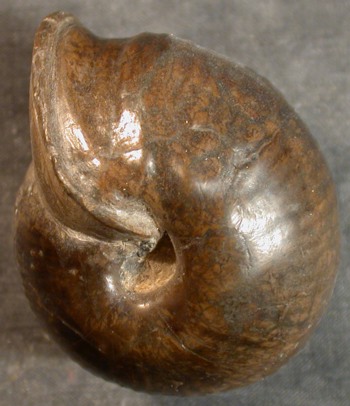 Ammonites et aliae spirae II - Valanginites nucleus