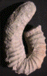Nostoceras hyatti (M)