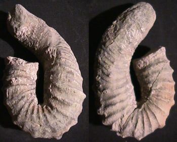 Ammonites et aliae spirae II - Nostoceras (Nostoceras) hyatti