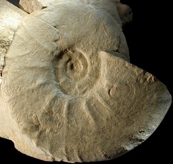 Ammonites et aliae spirae II - Pachydiscus (Pachydiscus) jacquoti jacquoti