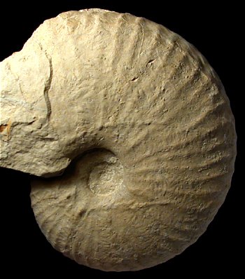 Ammonites et aliae spirae II - Menuites fresvillensis