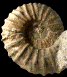 Pseudokossmaticeras brandti