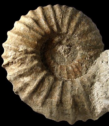 Ammonites et aliae spirae II - Pseudokossmaticeras brandti