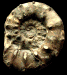 Euaspidoceras subbabeanum (M)