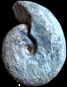 Pachydiscus (Pachydiscus) gr. colligatus