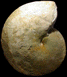 Forbesiceras largilliertianum (M)