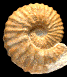 Mantelliceras mantelli (M)
