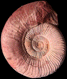 Dumortieria rhodanica