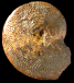 Polyplectus discoides