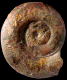 Pseudogrammoceras doerntense forme placidum