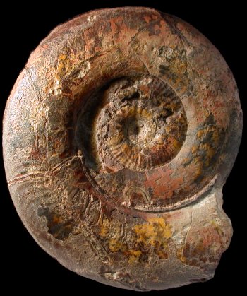 Ammonites et aliae spirae II - Pseudogrammoceras doerntense  forme placidum