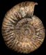 Haugia evoluta