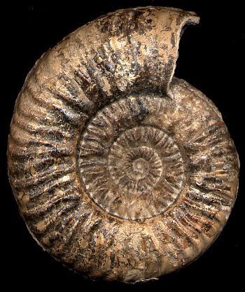 Ammonites et aliae spirae II - Haugia evoluta