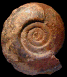 Hammatoceras speciosum