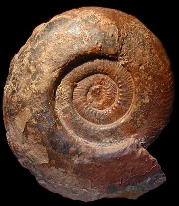 Ammonites et aliae spirae II - Hammatoceras speciosum