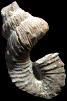 Nostoceras approximans (m)