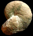 Desmophyllites larteti