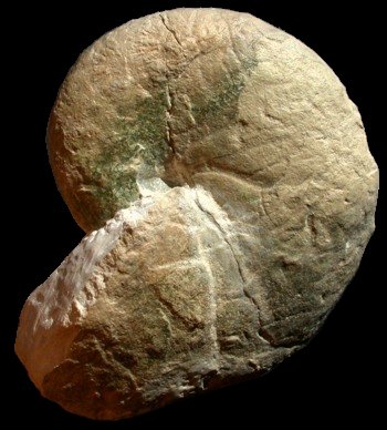 Ammonites et aliae spirae II - Desmophyllites larteti